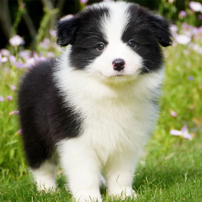 边牧幼犬纯种活体便宜小狗黑白双血统金色陨石边境牧羊犬宠物狗狗