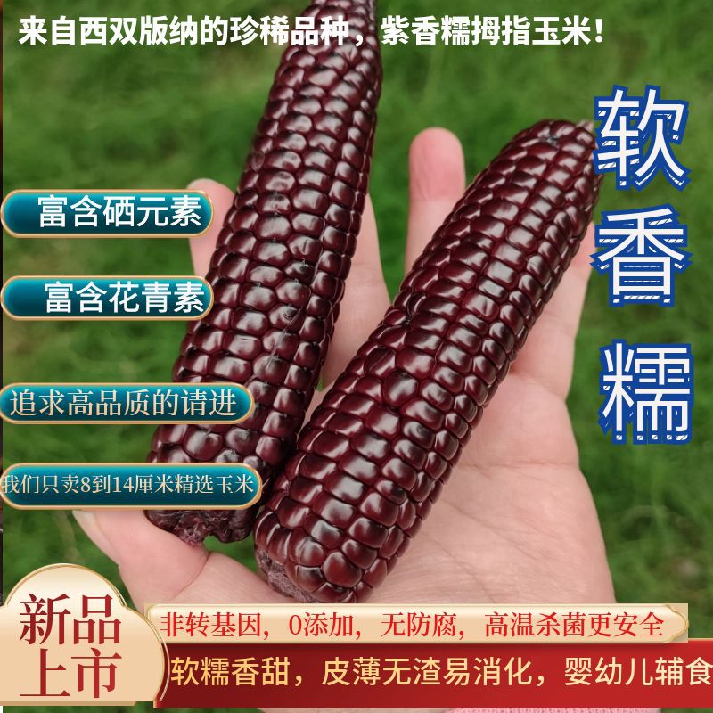 云南紫色香糯拇指玉米紫金指姆玉米幼儿辅食女士代餐宝宝手指玉米