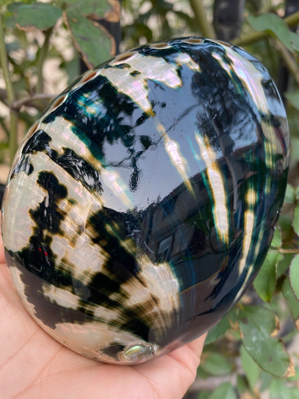 10-11厘米炫彩光泽黑金鲍 黑鲍鱼壳 天然贝壳海螺 鼠尾草燃烧壳