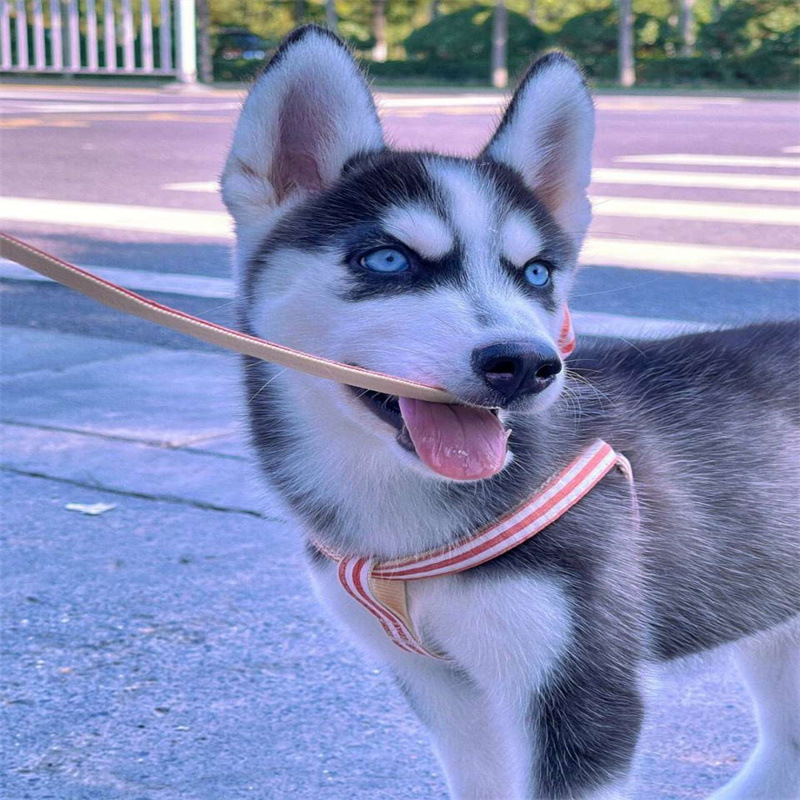 犬舍直销纯种哈士奇活体幼犬烟灰色哈士奇幼崽出售纯种二哈活幼犬