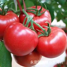 番茄种子红果大西红柿阳台春季秋季蔬菜瓜果种子芳香植物香草种子