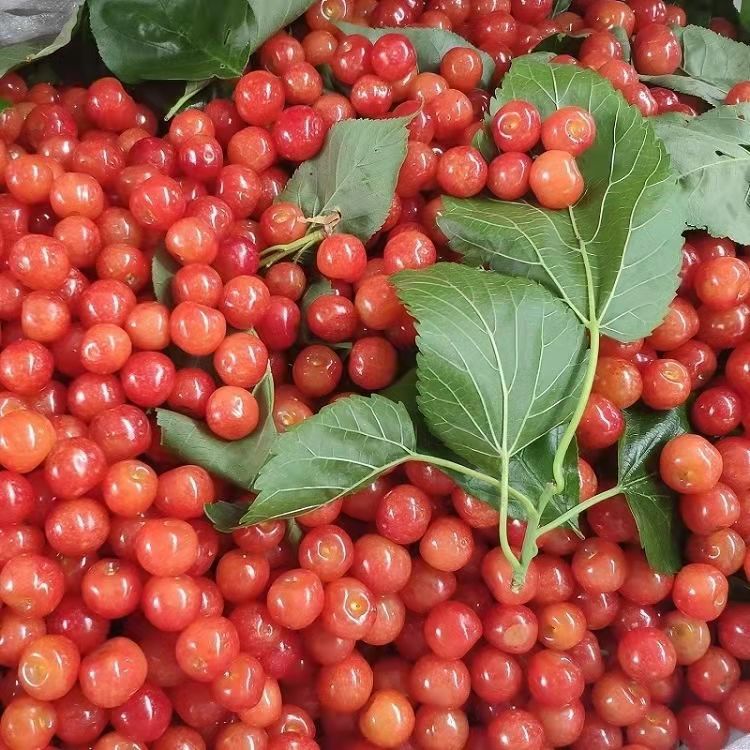 四川小樱桃水果新鲜农家土樱桃批发价童年记忆甜恩桃樱桃