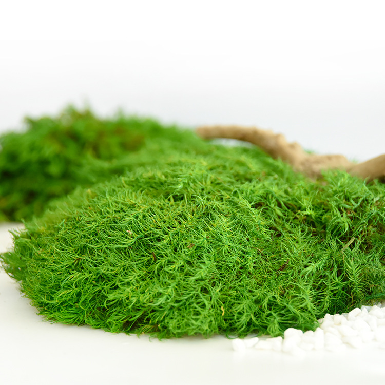 永生苔藓羊毛藓真苔藓绿植墙干花背景墙植物墙moss苔源