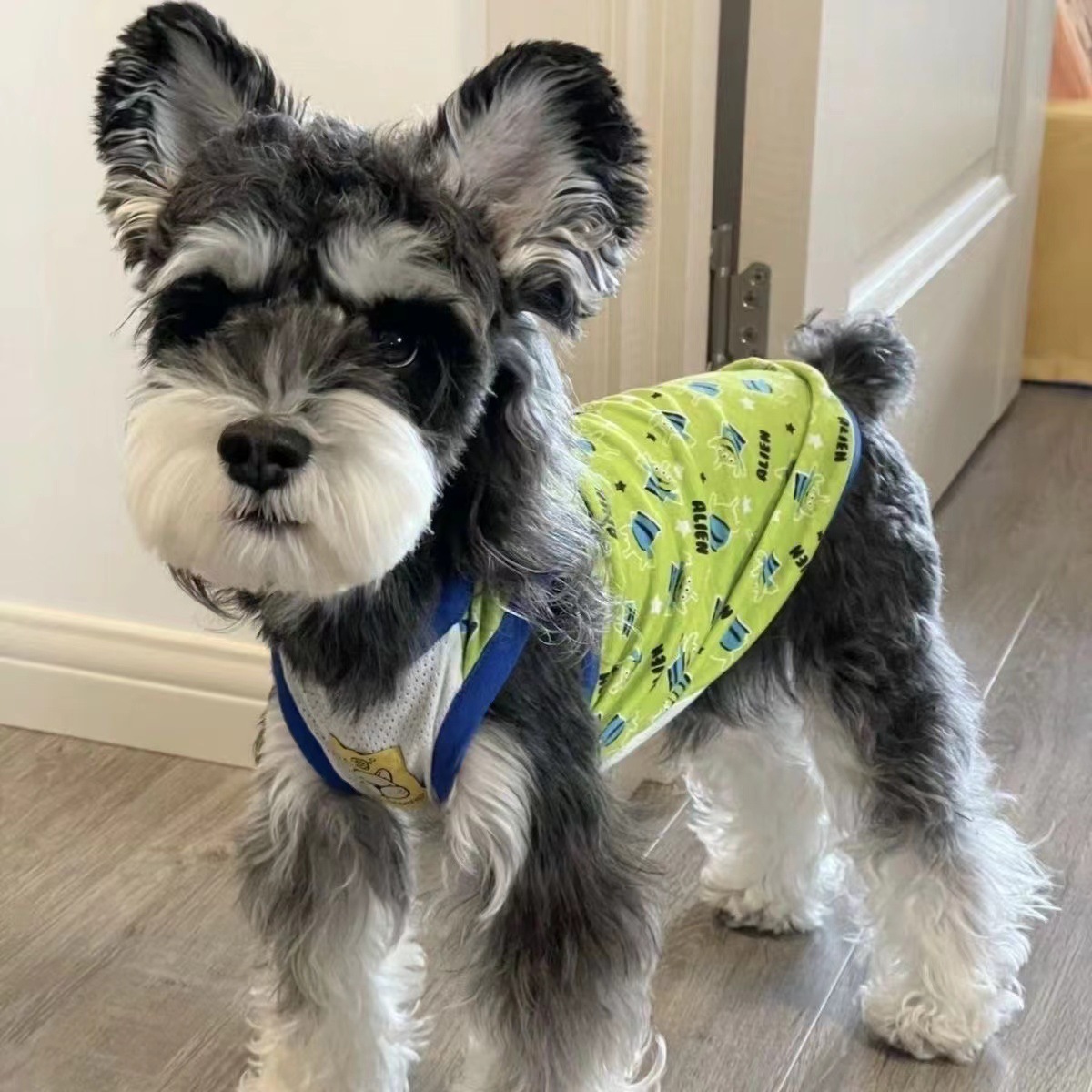 雪纳瑞幼犬纯种 可爱萌宠雪纳瑞宠物狗狗 椒盐黑白银雪纳瑞幼崽