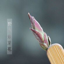 2023年头春茶云南野生紫芽苞茶花古树白芽孢茶普洱茶生茶野花香茶