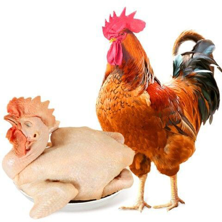 包邮新鲜现杀大公鸡农家散养杂粮土鸡老公鸡草鸡活鸡笨鸡