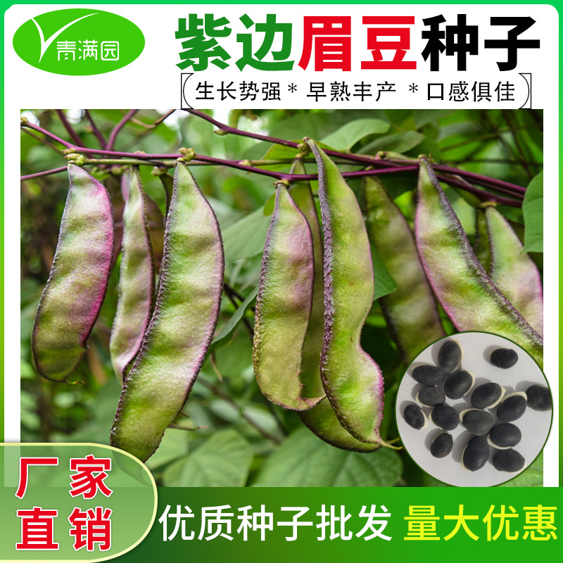 紫边眉豆种子大宽扁豆角种籽搭架爬藤蛾眉豆芸豆早熟农家蔬菜种