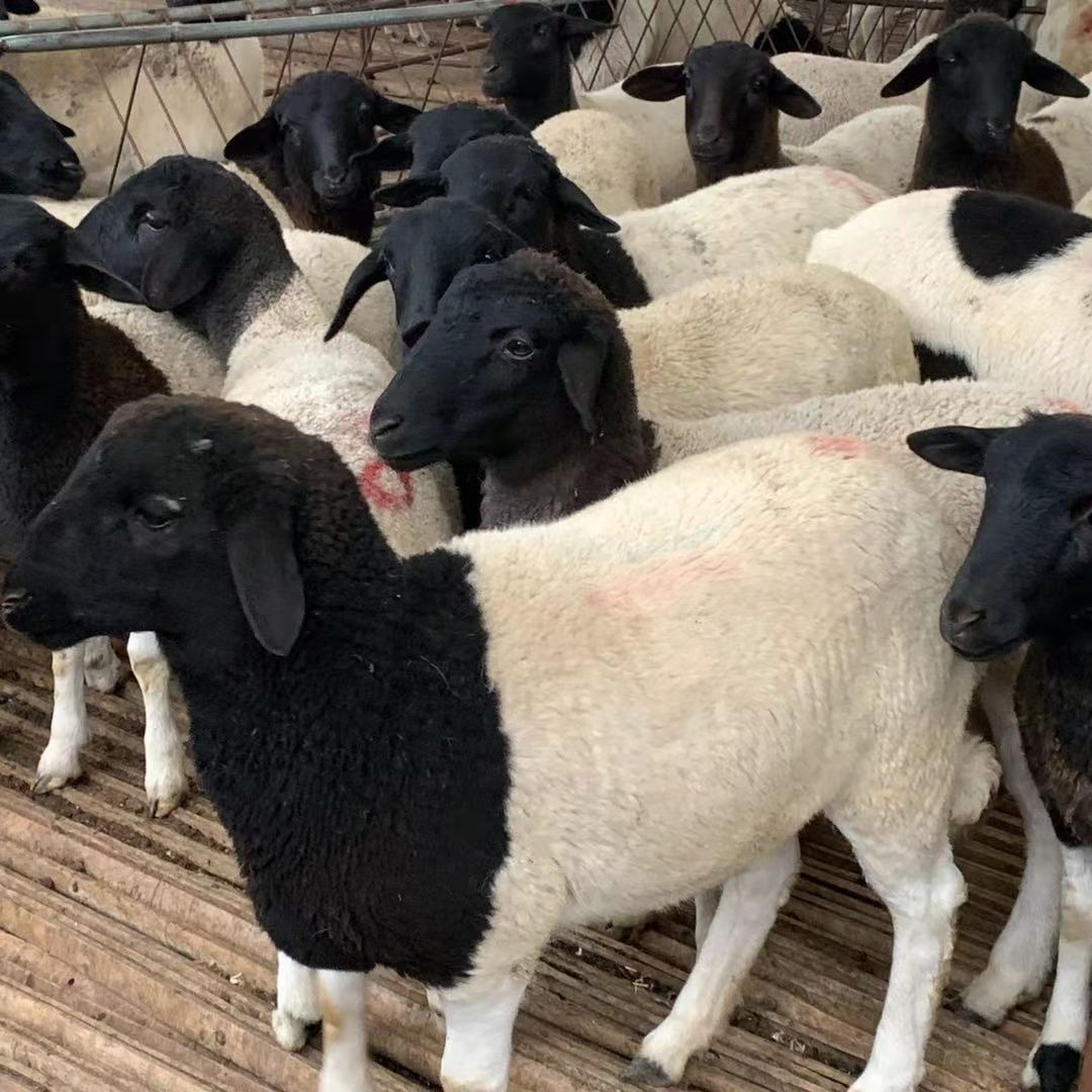 肉羊养殖场 萨福克羊活体 澳洲白绵羊羔价格