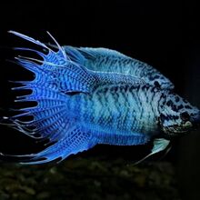 蓝蛇纹蓝身斗鱼花手巾菩萨鱼盘皮丝旁皮婆叉尾斗鱼包活包邮送饲料