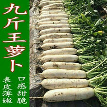 九斤王种子白萝卜种籽蔬菜种子不空心春不老种子特大四季秋季播种