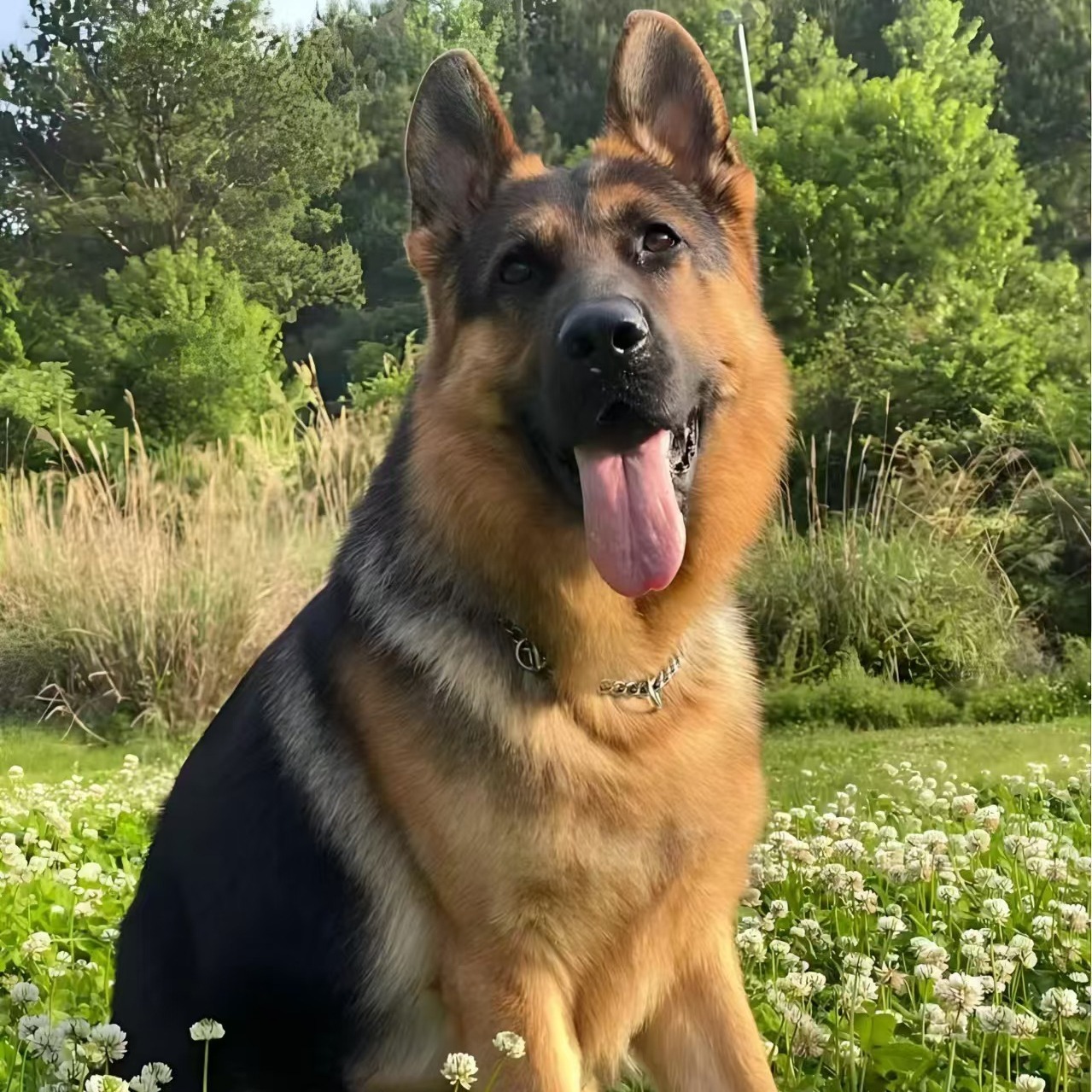 双血统纯种德牧幼犬活体德国牧羊犬赛级平背德牧看家护院中型犬