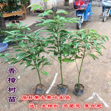 香樟树籽花园香樟树苗庭院绿化园林小苗驱蚊围墙花园景区