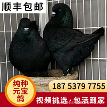 正宗元宝鸽一公一母巨型纯种观赏鸽活物特大青年活体大体种鸽肉鸽