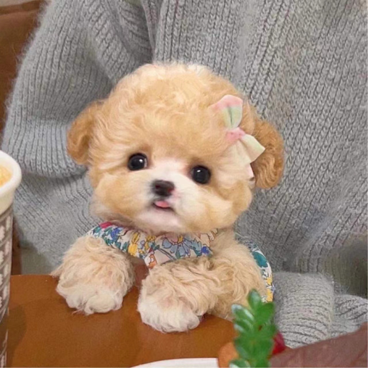 纯种泰迪幼犬活体宠物狗 小型茶杯犬长不大小泰迪幼崽犬舍直发