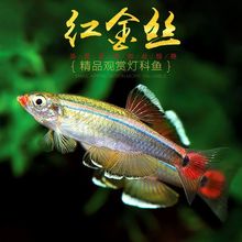 白云金丝鱼红尾灯鱼冷水鱼淡水耐低温小型中国原生鱼不加温观赏鱼