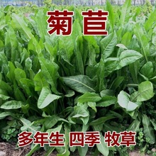 进口菊苣种籽牧草种子多年生四季养殖鸡鸭鹅兔猪牛羊吃的饲料草籽