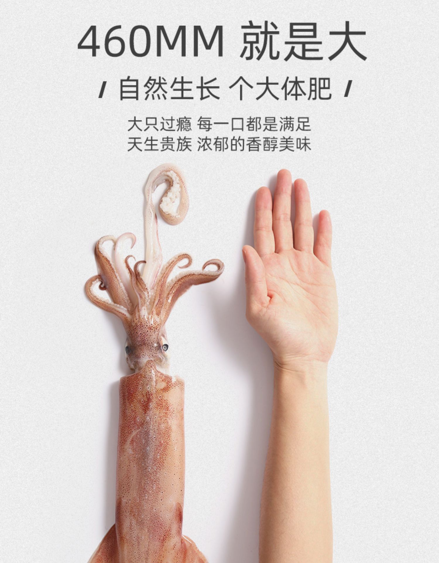 海鲜新鲜大鱿鱼大鱿鱼筒一斤24个500克