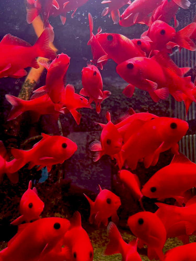 冷水鹦鹉鱼耐活好养招财红鱼淡水观赏鱼金鱼活鱼锦鲤活鱼家庭鱼苗