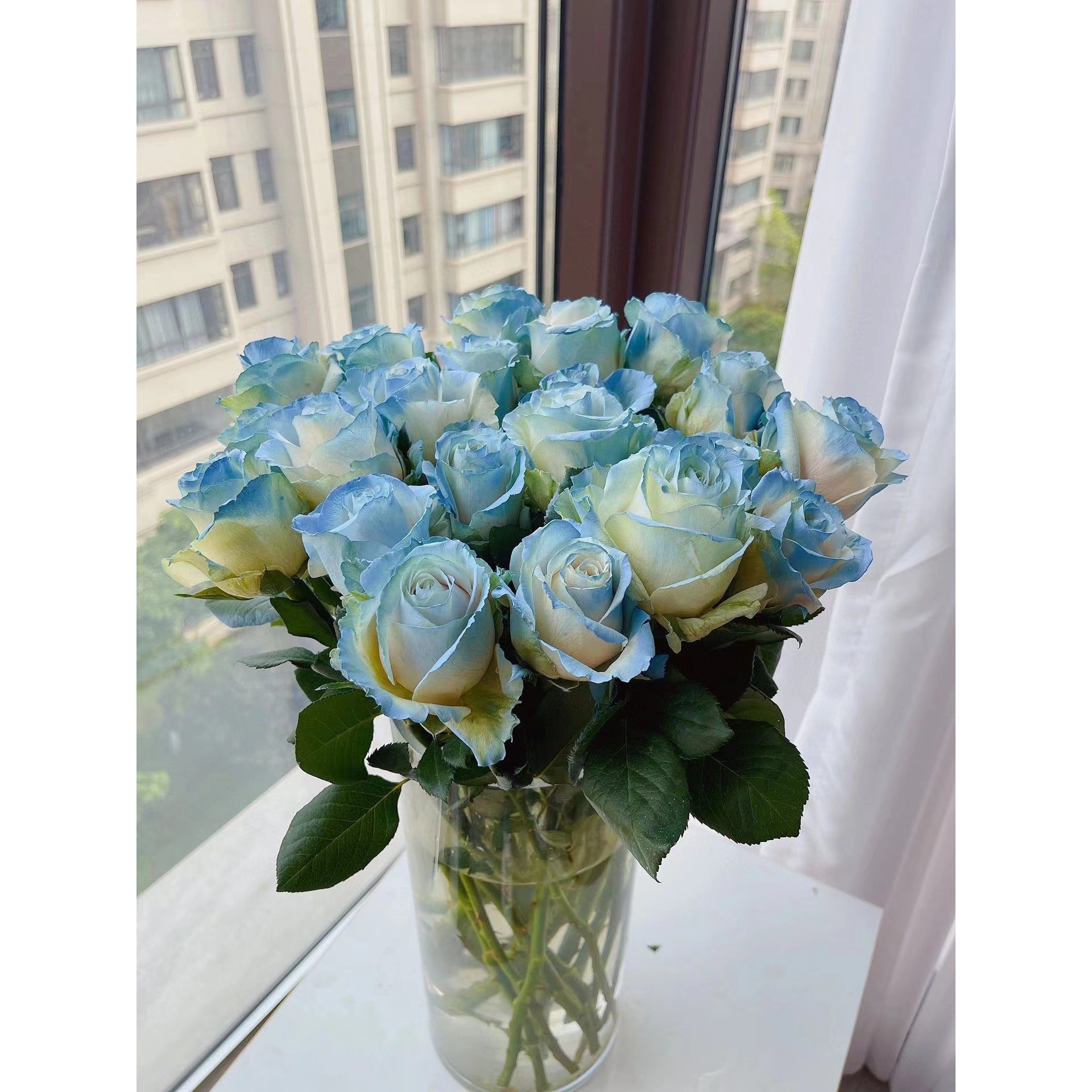 Rose Flowers Kunming Fresh Cut Flower Base Direct Wholesale Wedding Flower Shop Stall Teacher Goddess Gift Wholesale Group Purchase