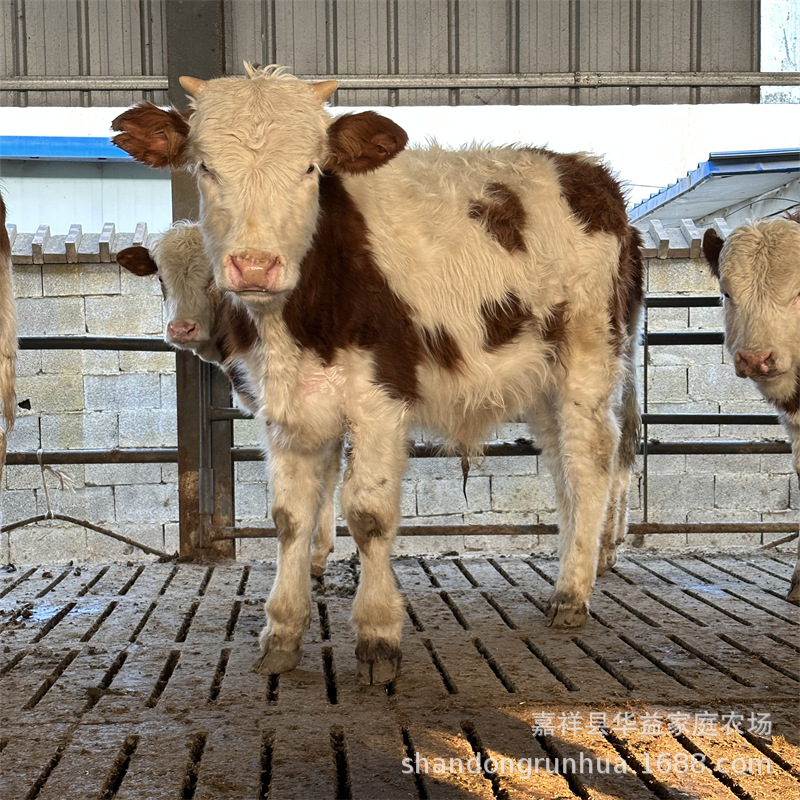 肉牛养殖场出售西门塔尔小牛3—6个月牛犊子二岁母牛山东养牛场