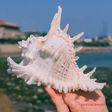 千手螺菊花螺天然海螺贝壳鱼缸装饰品水族箱造景地中海风格小摆件