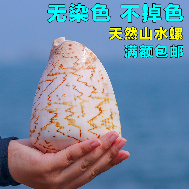 天然大山水螺风景螺贝壳乳头涡海螺家居摆件螺号礼物鱼缸造景花盆