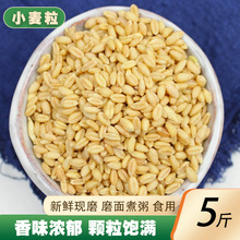 小麦粒5斤新货 农家自产带壳小麦仁磨面做麦酱麦芽糖带皮麦子杂粮
