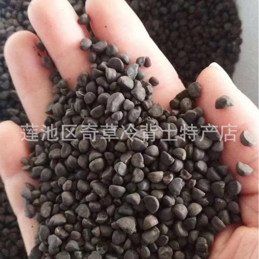 黑牵牛子喇叭花子,中药材黑丑的作用和用量-阿里巴巴