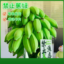 禁止蕉绿整串香蕉带杆小米蕉新鲜采摘水果桌面水培绿植一件代发