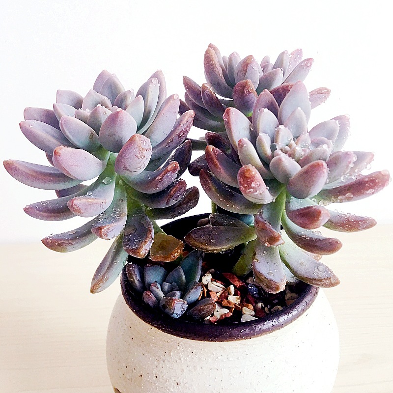 幽灵公主多肉植物云南露养精品萌肉肉淡雪老桩室内办公室庭院盆景