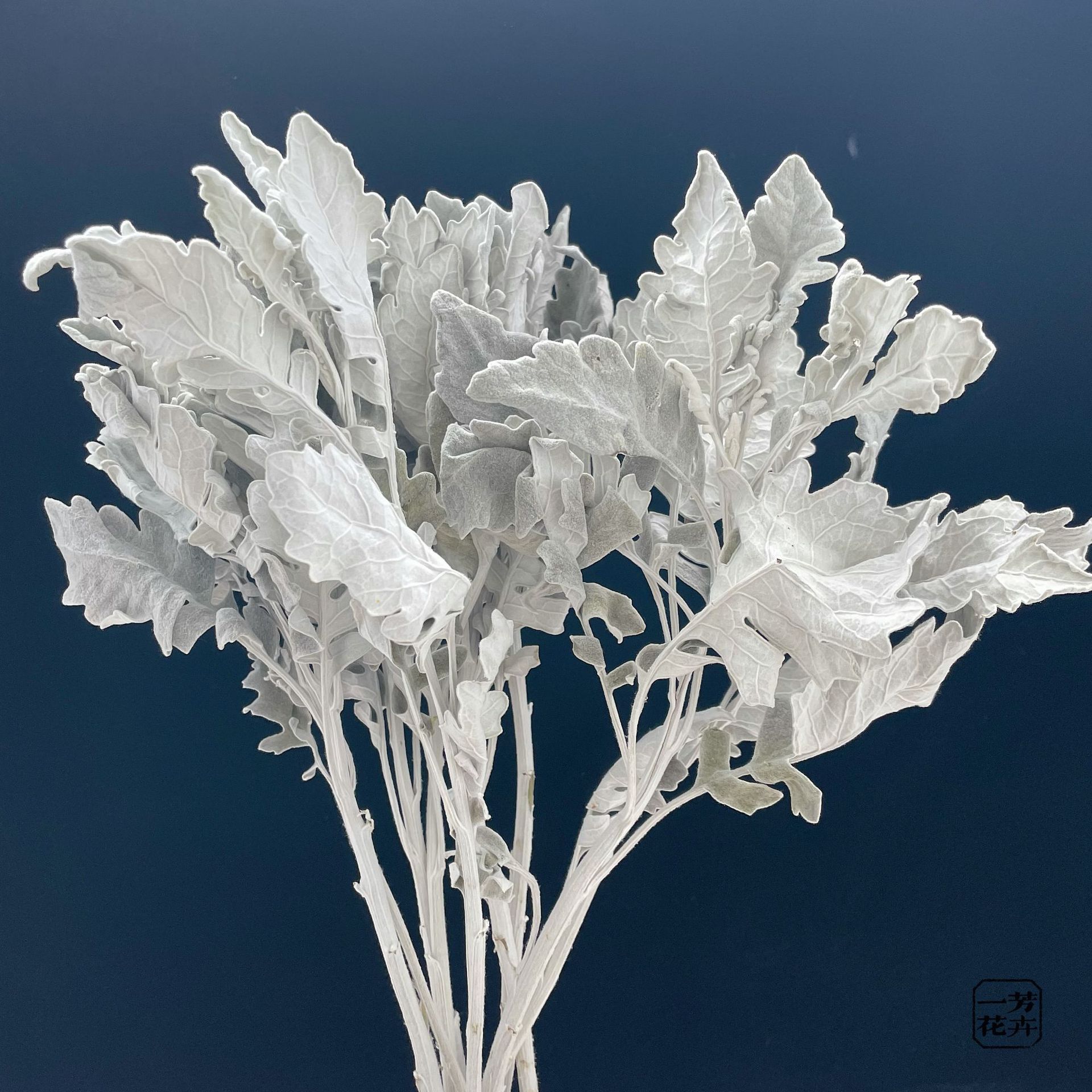 干花银叶菊 云南厂家永生花干花花束雪叶菊手捧花玻璃罩配材批发