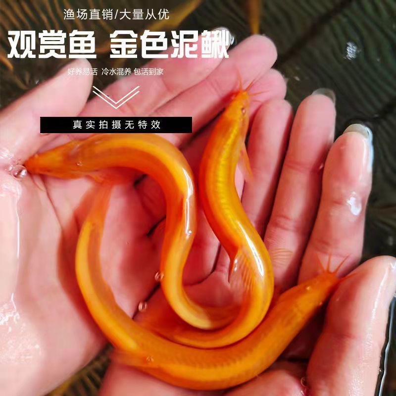 黄金鳅清道夫好养观赏鱼黄金泥鳅淡水鱼小金鱼耐活活体观赏鱼包邮