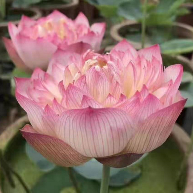 水生植物 荷花 粉唇 桃红 红莲 品种齐全 西湖荷花 盆栽 大量