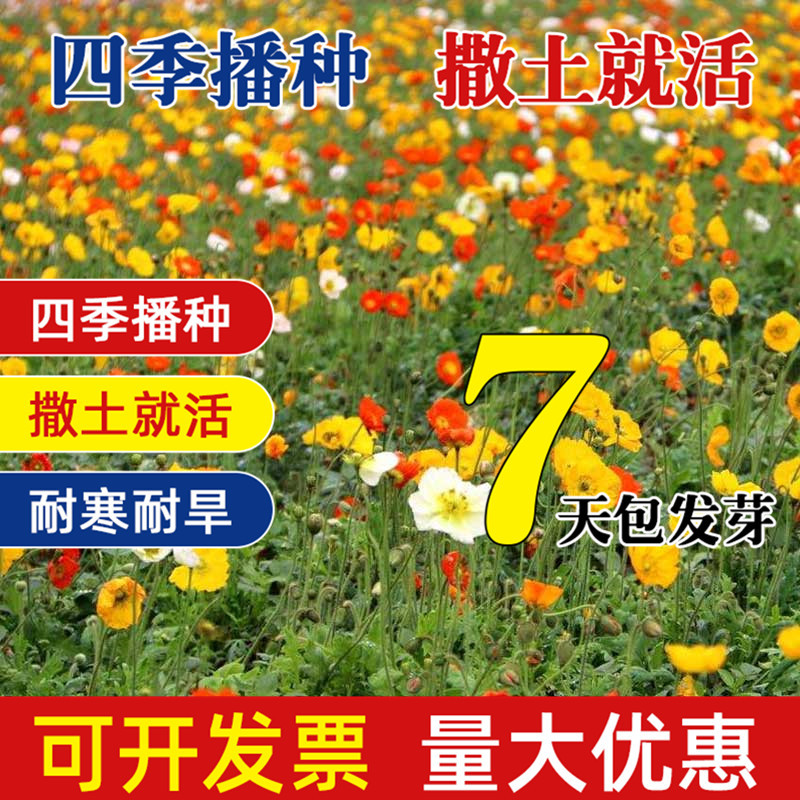 虞美人花种籽子四季太阳花籽室外重瓣阳台种植开花冰岛虞美人种子