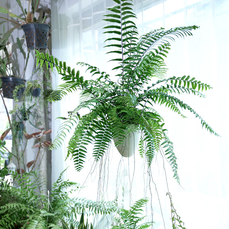 长叶肾蕨波斯顿蕨绿植大型蕨类垂吊植物室内盆栽阳台花卉霸王蕨