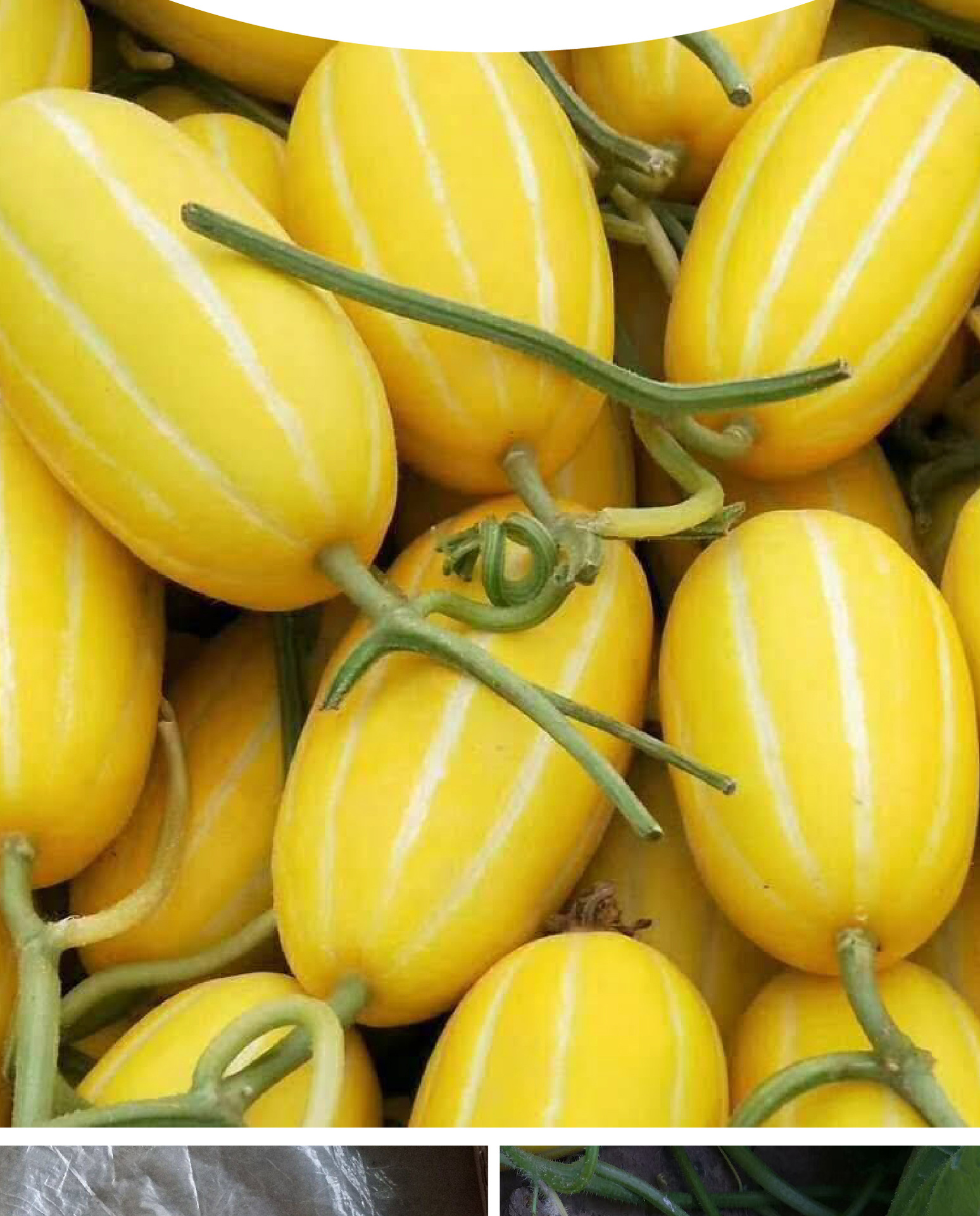 荃银黄金蜜甜瓜种子甜脆黄金瓜大果香瓜甜瓜种籽水果菜园蔬菜种孑