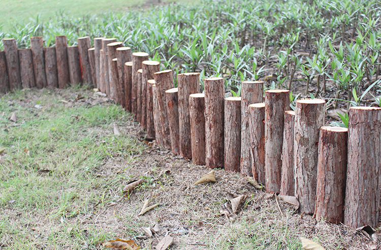 实木树桩 圆木篱笆木桩 原木隔栏 杉树桩 木段 婚礼摆件小木墩子