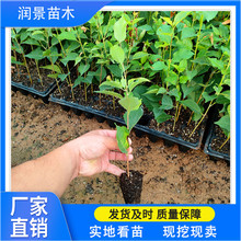 润景农业 嫁接矮化樱桃砧木苗 脱毒吉塞拉6号 12号17号 Y1 K5
