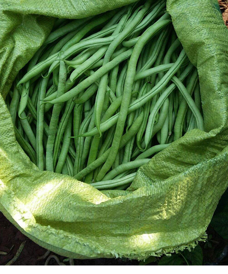 万斤王泰国无筋架豆豆角种子 农田菜地种植春秋栽培蔬菜长豆角籽
