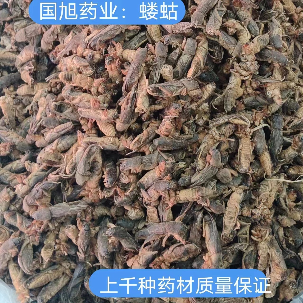 批发优质中药材 昆虫类药材 蝼蛄 土狗 另有各种昆虫类药材