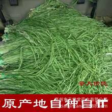 批发零售云南贡菜  义门贡菜 苔叶子贡菜叶  产地货源量大从优