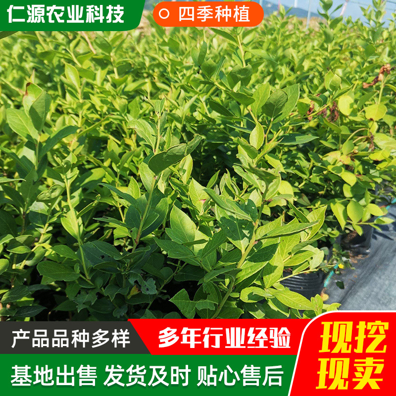 蓝莓苗当年结果 盆栽地栽带果发货南北方种植奥尼尔蓝莓苗