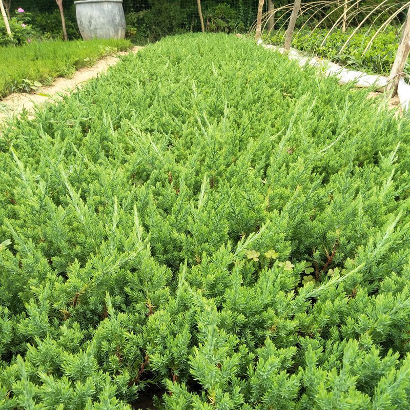 地柏树苗盆景素材苗庭院盆栽四季常青耐寒柏树植物铺地爬地柏