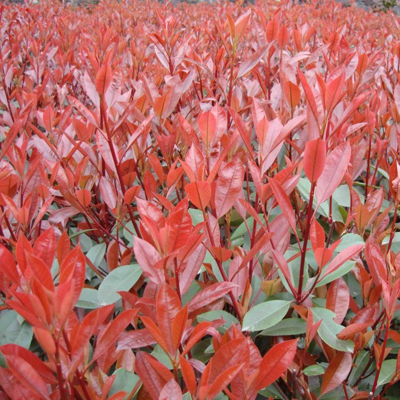 绿化苗木 红叶石楠苗大小规格齐全 红叶石楠树苗 工程苗