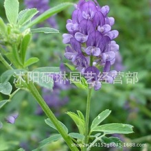 紫花苜蓿种子草头金花菜蔬菜种籽牧草观花多年生春秋播香草种子