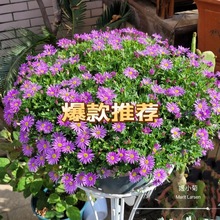 姬小菊盆栽带花苞发货多年生菊花苗开花不断四季开花阳台花卉植物