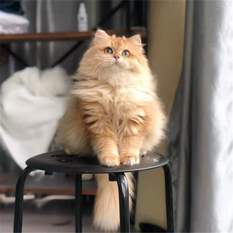 纯种金渐层长毛金渐层猫11色渐层猫12色渐层猫金渐层幼猫活物