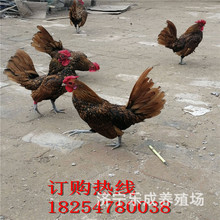 塞拉玛鸡 出售观赏鸡 塞拉玛价格 云南省塞拉玛多少钱一只