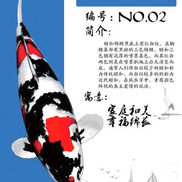 精品进口纯种日本昭和三色锦鲤鱼苗观赏鱼宠物冷水风水鱼活体包活