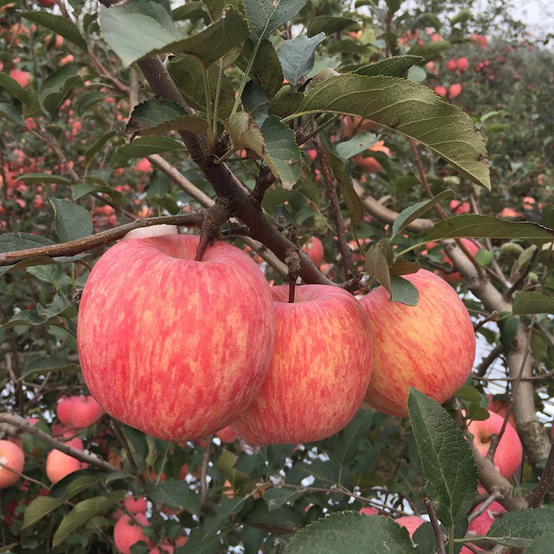 种昌阳红苹果苖果树苖南北方种植盆栽当年结果